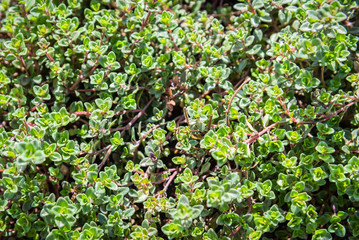 Full-frame close-up of culinary thyme plant leaves and stems