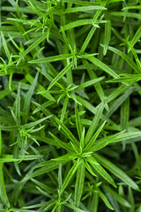 Green leaves or grass. Color monochrome background. Nature texture.