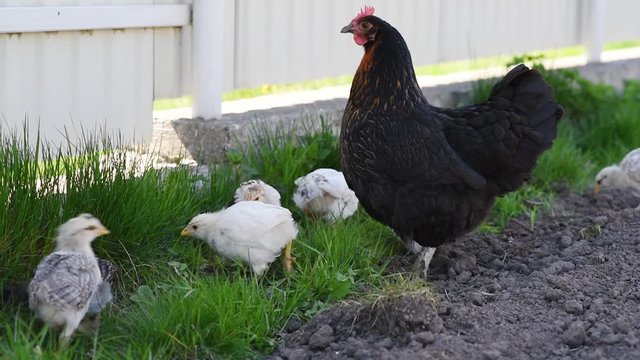 Little chicks with mother broody hen walk in the yard and looking for feed. Life in the hencoop. Growing a healthy bird without GMO