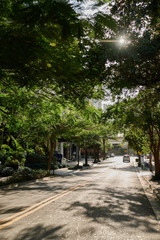 Empty city road with light shining through the trees