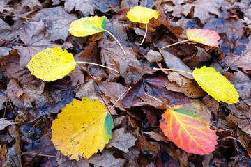 Yellow, red, brown leaves fallen from tree on an autumn day