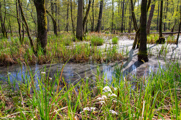 Obraz premium Scenic alluvial forest near Warendorf in Westphalia, Germany