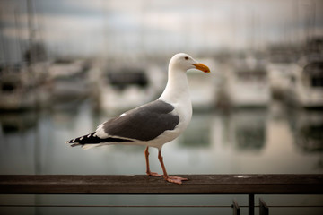 seagull on the pier wooden guard