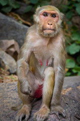 Rhesus monkey in the Indian jungle