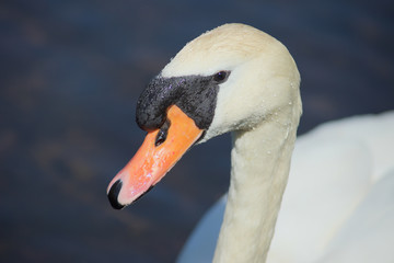 white swan head