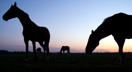 silhouette of horses in meadow against colorful setting sun