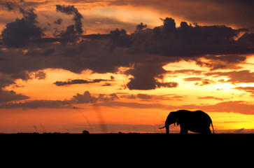 Fototapeta na wymiar Silhouette of African elephant in Masai Mara