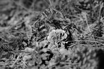 pinecones christmas autum