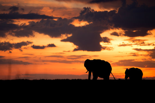 Silhouette of African elephants during sunset