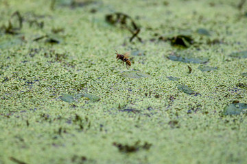 common wasp takes off in a pond, close-up