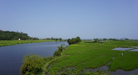 large rice fields around hue