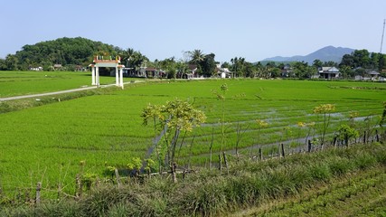 green rice fields near hue