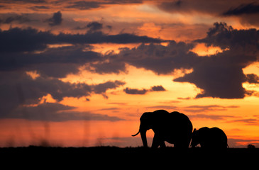 Fototapeta na wymiar Silhouette of African elephants