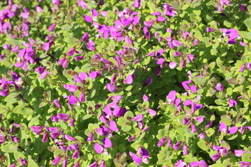field of purple flowers