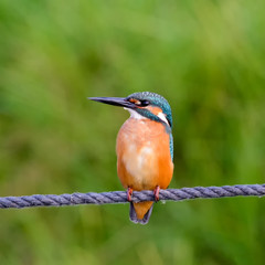 kingfisher on a branch