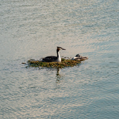 Water bird with a chick in a nest on the lake.