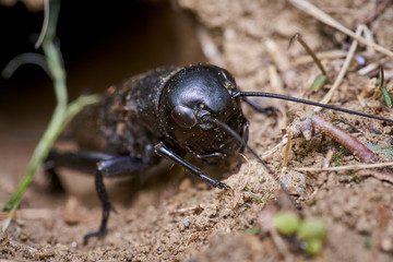 black field cricket crawling carefully out of the burrow