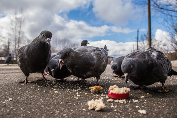 Fototapeta premium flock of pigeons pecks bread crumbs in spring afternoon