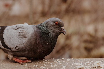 lonely pigeon begs food from passers-by
