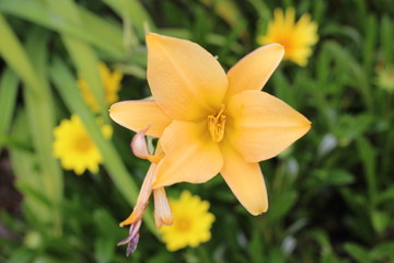 yellow flower in spring