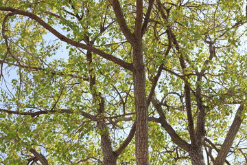 tree branches against the sky
