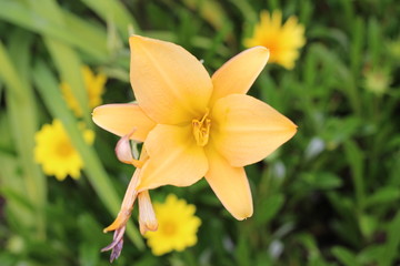 Obraz premium yellow flowers in the garden