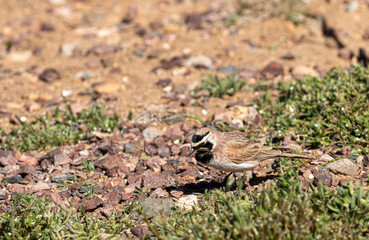 Horned Lark in Spring