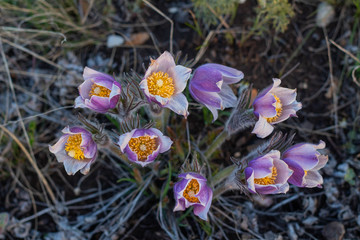 Pulsatilla easter flower on the meadow