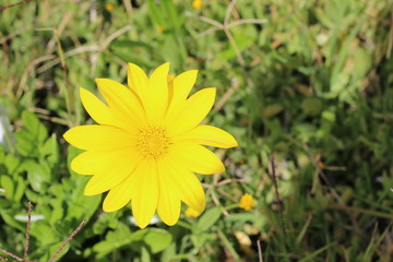 yellow dandelion flower