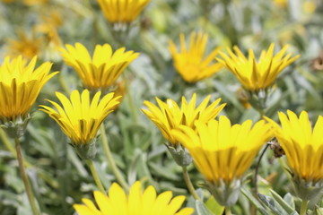yellow flowers in the garden