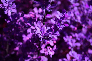 close-up texture of purple leaves of a shrub with blur