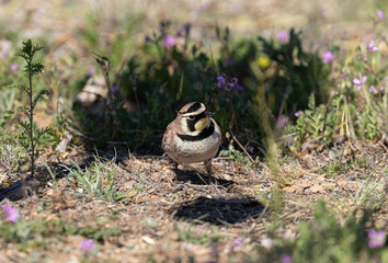 Horned Lark in Spring