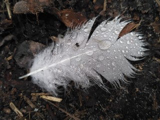 White feather in waterdrops on the ground on the day light. Top view. Poetry day symbol. Art concept