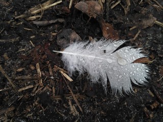 White feather in waterdrops on the ground on the day light. Top view. Poetry day symbol. Art concept