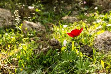 Spring awakening of nature