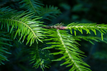 Fototapeta premium Branches de sapins