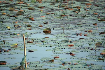 water lily on a pond in hue