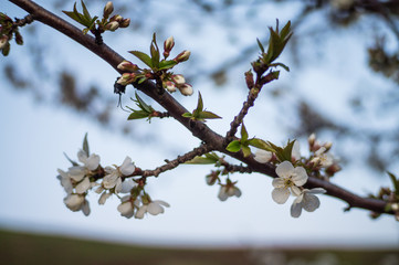 Flowering cherry tree in spring garden