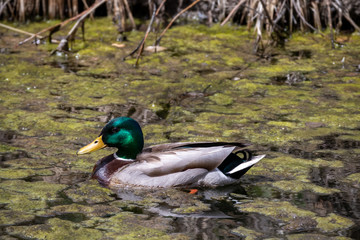 Mallard Duck on a pond of swamp water in Cherry Creek State Park, Denver, Colorado.
