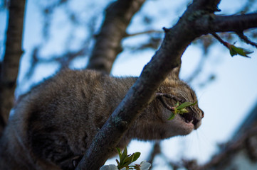 A cat climbs flowering trees in a spring garden