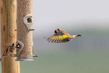 A colorful goldfinch coming in to land on a bird feeder - obrazy, fototapety, plakaty