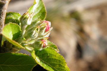 Red Gloria Mundi apple flower buds