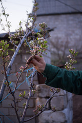 A man cares and inspects his garden in order to collect a good harvest of fruits. A man's hand holds a flowering branch of a pear in the garden.