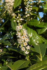 Prunus laurocerasus