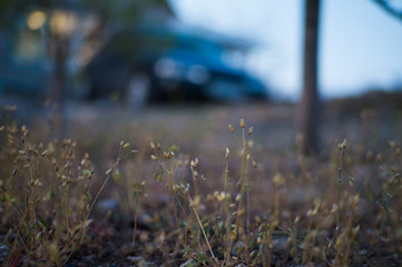 Wild little old flowers in a wild garden that is far beyond the city