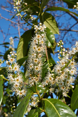 Fototapeta premium Prunus laurocerasus