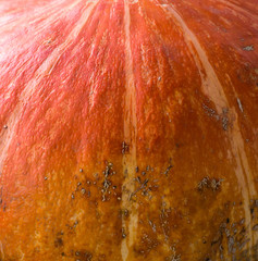 Pumpkin background.