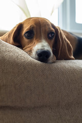 Resting beagle dog on the couch. Beggingly looks at the owner. Pets.