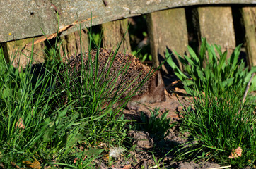 Hedgehog walking around green grass,photo