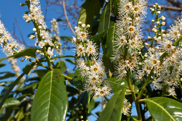 Prunus laurocerasus